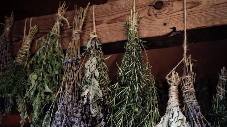 The Viking Herbalist: Ancient Norse Plants for Healing and Health